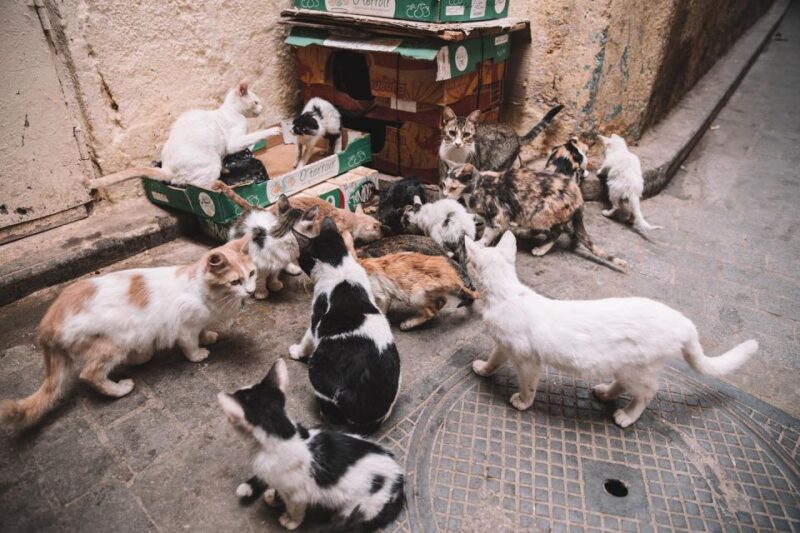 Ourika Valley: Hike, Waterfalls, Berber Villages - Key Points