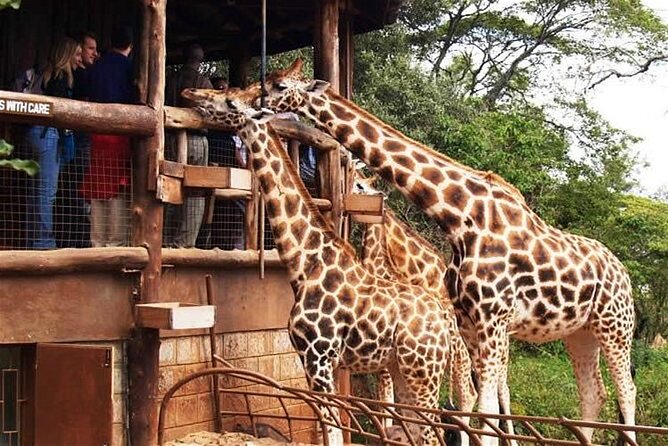 Out of Africa Tour: Giraffe Centre and Karen Blixen Museum From Nairobi - Giraffe Centre Exploration