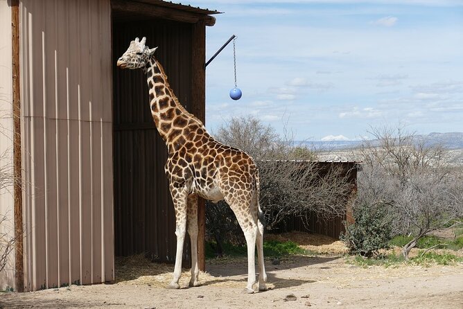 Out of Africa Wildlife Park Admission Ticket - Exclusions From General Admission