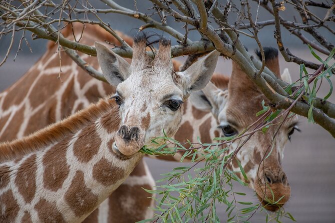Out of Africa Wildlife Park Admission Ticket - Meeting and Pickup Instructions