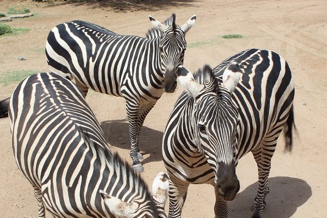 Out of Africa Wildlife Park Admission Ticket - About the Parks Mission
