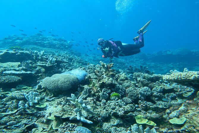 Outer Reef Scuba Diving Day Tour from Agnes Water 1770 - Why Tour Guests Rave About This Experience