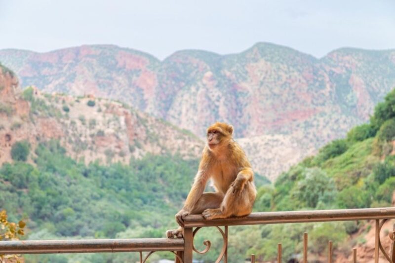 Ouzoud Falls Day Trip From Marrakech - Experienced English-speaking Drivers
