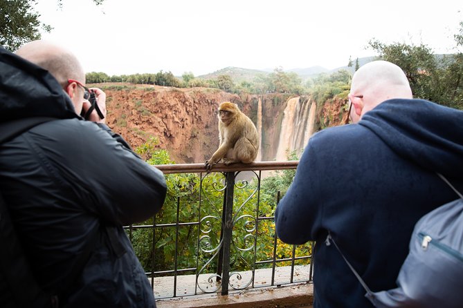 Ouzoud Falls Day Trip From Marrakech - Native Wildlife