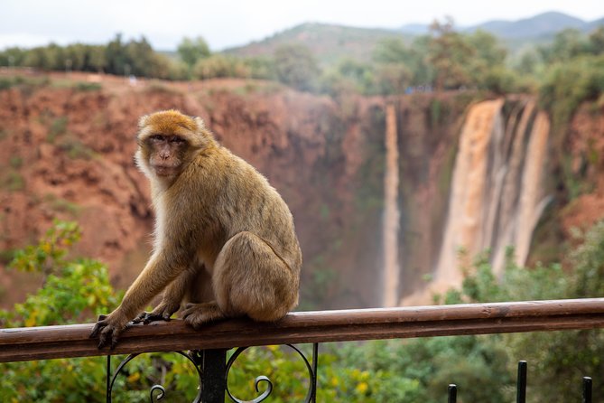 Ouzoud Falls Day Trip From Marrakech - Confirmation and Age Restrictions