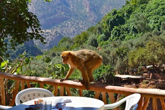 Ouzoud Waterfall & Middle Atlas Mountain Full-Day Tour From Marrakech - Highlights of Ouzoud Waterfall