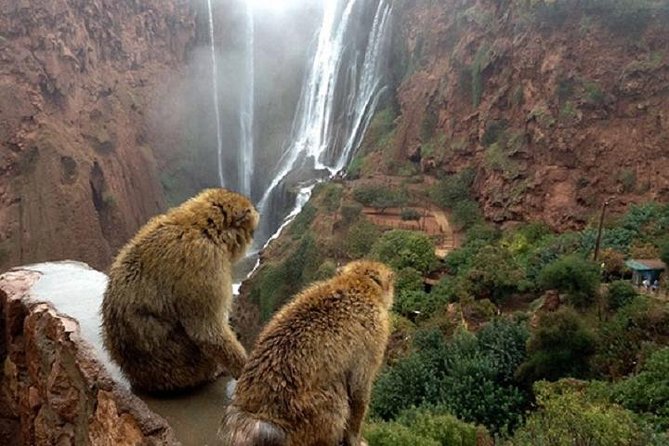 Ouzoud WaterFalls - Guided Tour From Marrakech