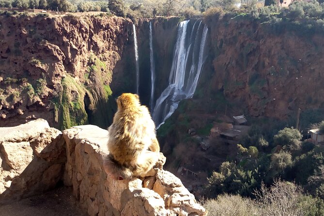Ouzoud Waterfalls Full Day Trip From Marrakech - Pickup and Accessibility