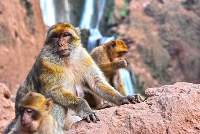 Ouzoud Waterfalls: Majestic Guided Hike and Boat Adventure - Frequently Asked Questions