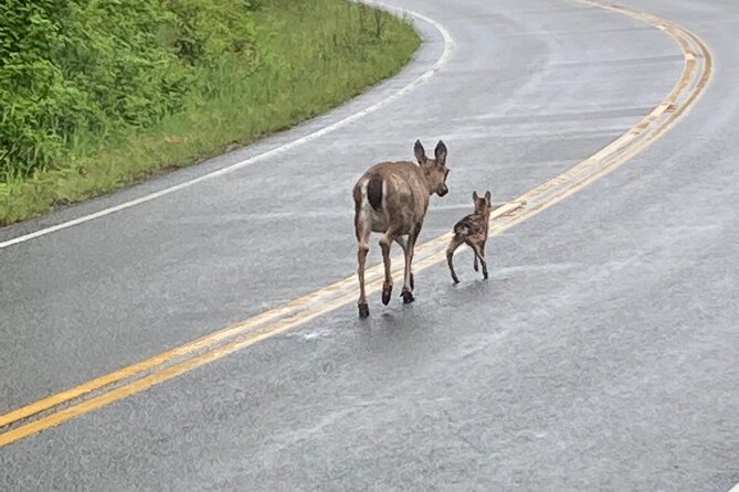 “Over the TOP Tours” City Highlights, Wildlife and More! - Explore Ketchikan Highlights