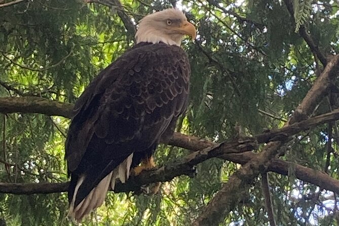 “Over the TOP Tours” City Highlights, Wildlife and More! - Discover Saxman Native Village
