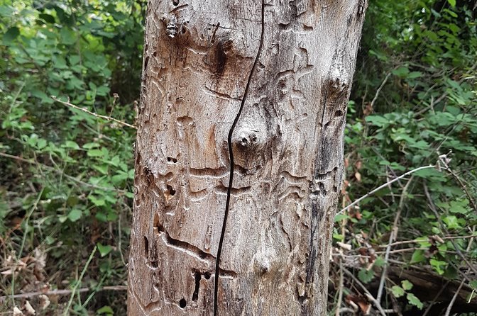 Over Water and Bird Songs - Exploring the Ferruginous Spring