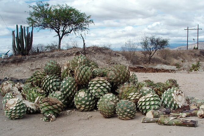 Overnight 2-Day Experience in Beautiful Oaxaca - Traveler Feedback and Response