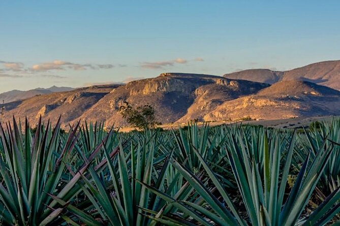 Overnight 2-Day Experience in Beautiful Oaxaca - Frequently Asked Questions