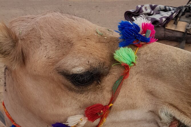 Overnight Camel Trek in Merzouga Dunes - Highlights of the Experience