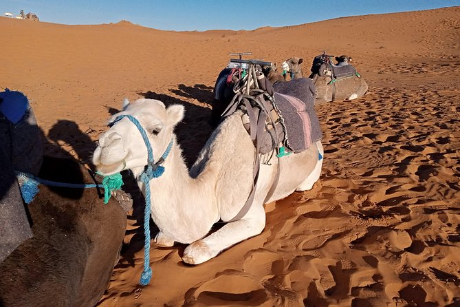 Overnight Desert Tour From Fez - Small Group - Contact Information