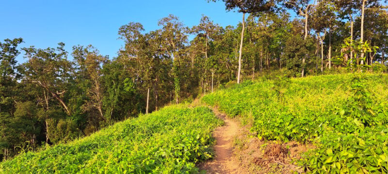 Overnight High Mountain Trek and Homestay Experience - Trekking and Terrain