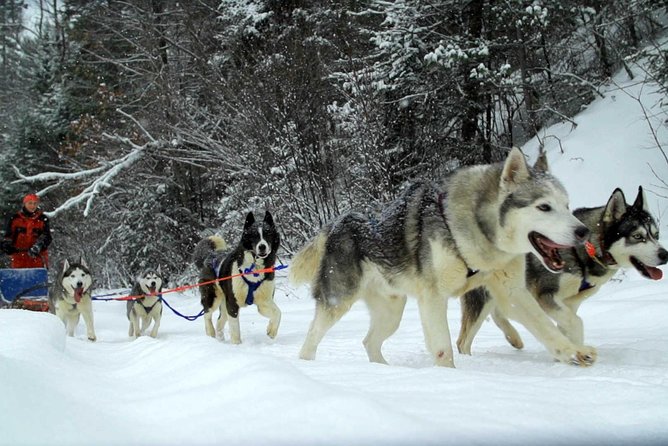Overnight in Terelj With Nomadic Family Including FREE Horse Ride and Dog Sled - Important Notes