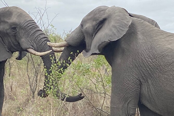 Overnight Kruger National Park Classic Camping Safari - Accommodation and Meals