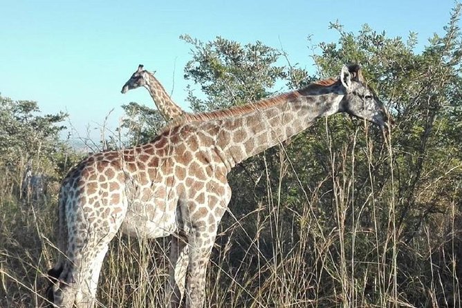 Overnight Kruger National Park Classic Camping Safari - Pickup and Drop-off