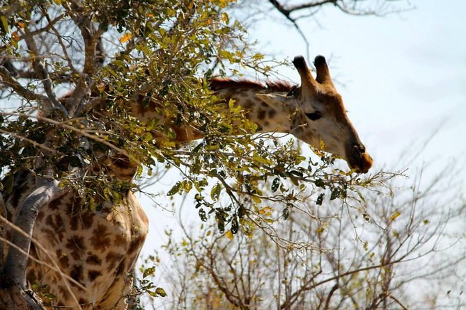 Overnight Kruger National Park Classic Camping Safari - Booking and Availability