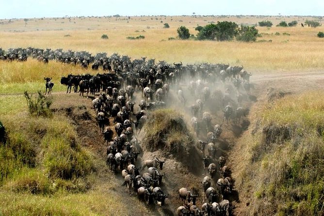 Overnight Maasai Mara Private Safari From Nairobi - Pickup Information
