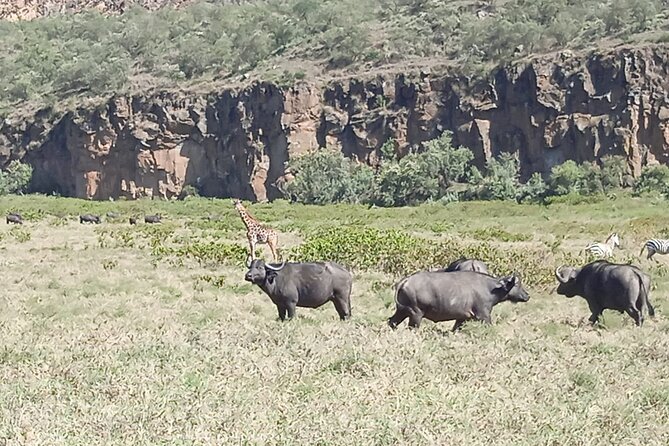 Overnight Mount Longonot and Hells Gate National Park From Nairobi - Guest Reviews and Ratings