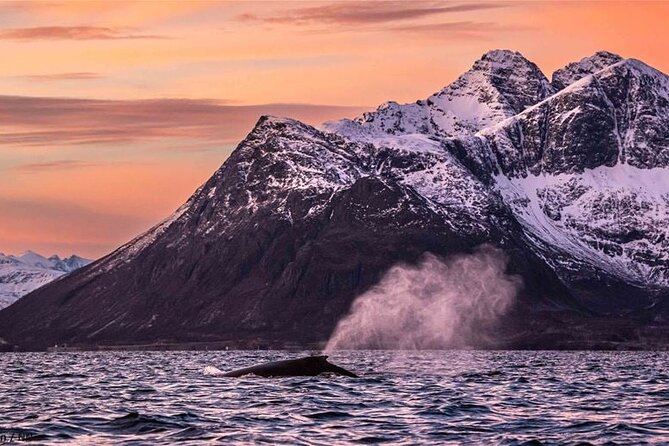 Overnight Northern Lights and Whale Safari - Whale-Watching Experience