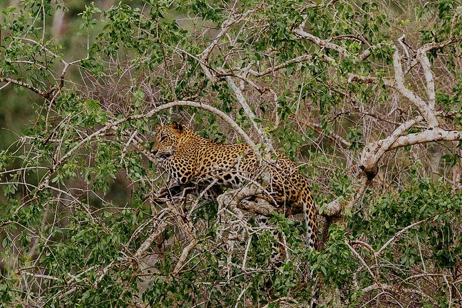 Overnight Private Leopard Safari With Luxury Tented Camping - Spotting Wildlife in Yala National Park