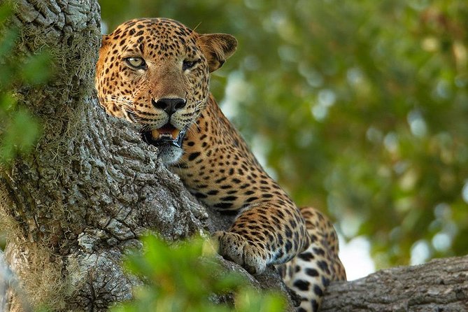 Overnight Private Leopard Safari With Luxury Tented Camping - Accommodation and Amenities