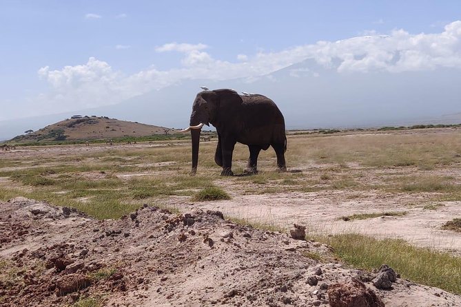 Overnight Safari to Amboseli National Park - Opportunity to See Wildlife