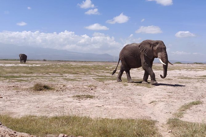 Overnight Safari to Amboseli National Park - Inclusions and Exclusions