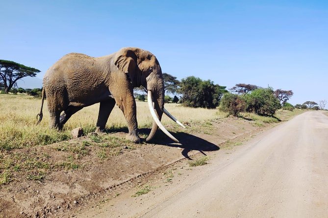 Overnight Safari to Amboseli National Park - Confirmation and Cancellation Policy