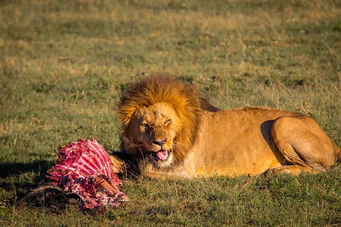 Overnight Safari To Maasai Mara - Guest Feedback
