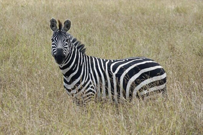 Overnight Safari To Maasai Mara - Wildlife Encounters