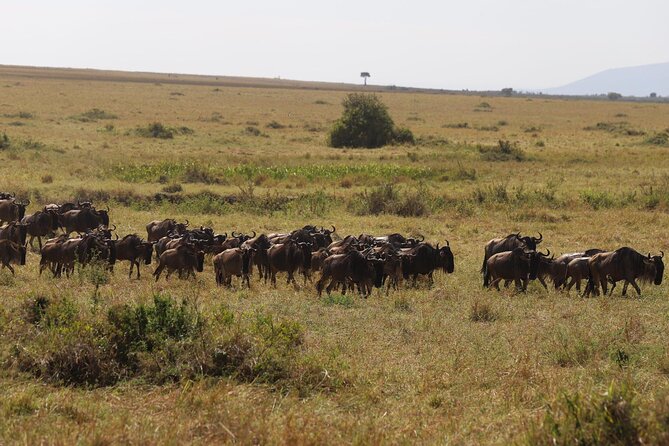 Overnight Safari To Maasai Mara - Safari Camp Experience