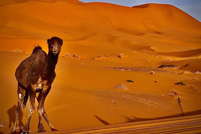 Overnight Stay in Desert Camp & Camel Trekking in the Sahara - Traditional Desert Tent Camp Experience