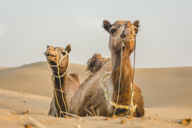 Overnight Stay in the Desert - Reviews and Ratings