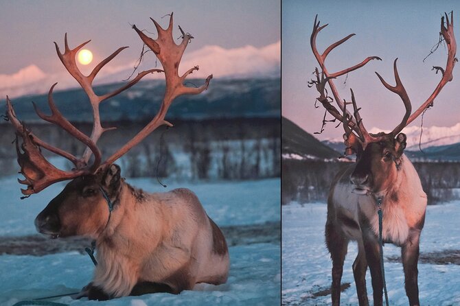 Overnight Stay With Reindeer Sledding & Feeding - Additional Information