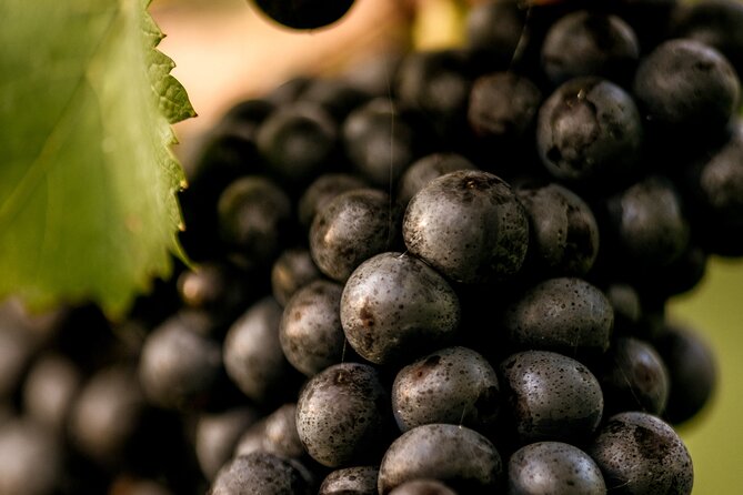 Owners Vineyard Tour and Tasting at Oastbrook - Reviews and Booking Information
