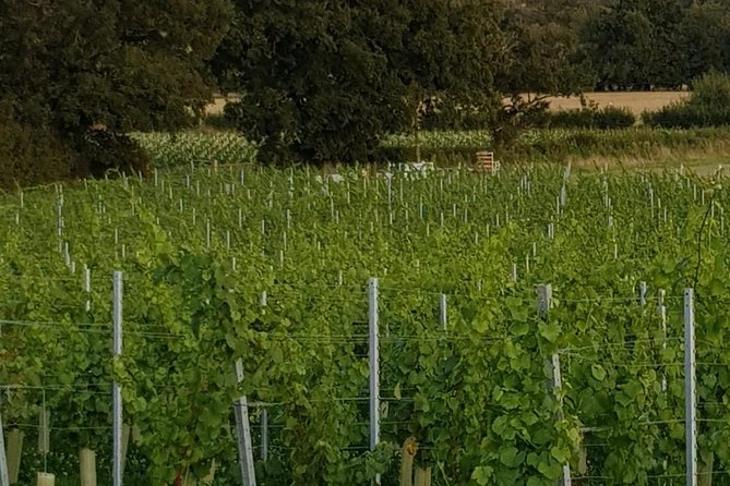 Owners Vineyard Tour and Tasting at Oastbrook - Scenic Vineyard Location