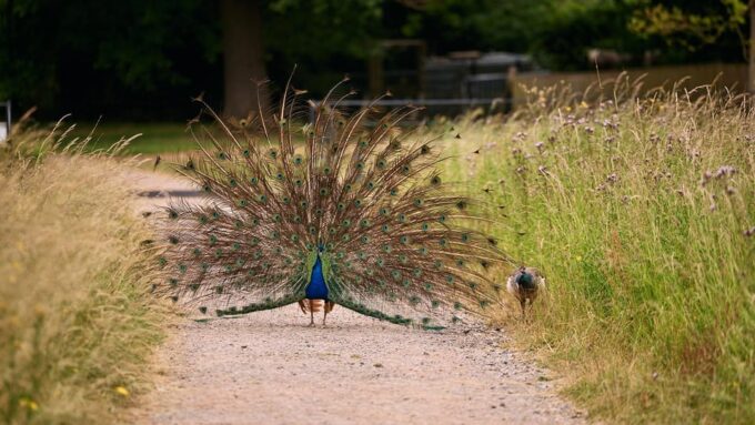 Oxford: Harcourt Arboretum Entry Ticket - Visitor Information and Directions