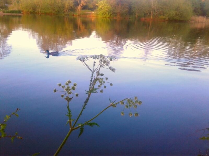 Oxford: River Cruise and Walking Tour to Iffley Village - River Cruise to Iffley