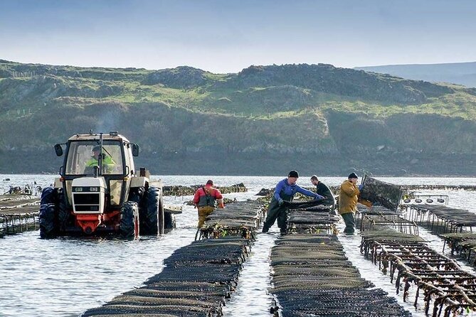 Oyster Farm and Tasting Experience - Meeting and End Points