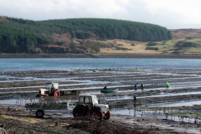 Oyster Farm and Tasting Experience - Highlights of the Tour