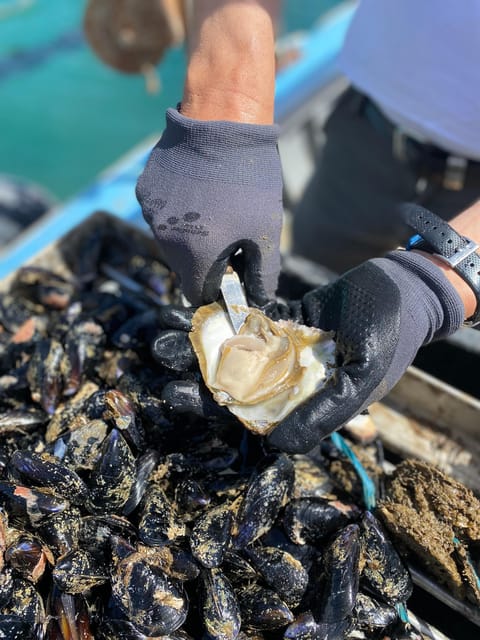 Oyster Farm Experience-Private Day Trip From Dubrovnik - Booking and Cancellation