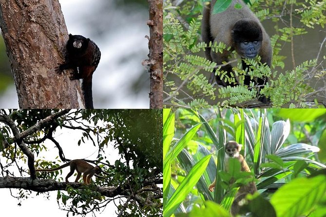 Pacaya Samiria 3Days/2nights - Amazon Wonder Expeditions - Key Points