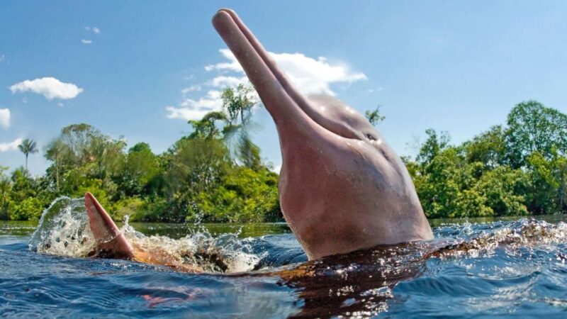 Pacaya Samiria Iquitos 4 Days Mistical Experience - Itinerary Highlights