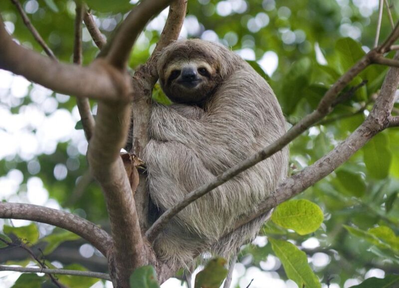 Pacaya Samiria Iquitos 4 Days Mistical Experience - Wildlife Sightings Opportunities