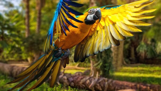 Pacaya Samiria Iquitos 4 Days Mistical Experience - Group Size and Languages